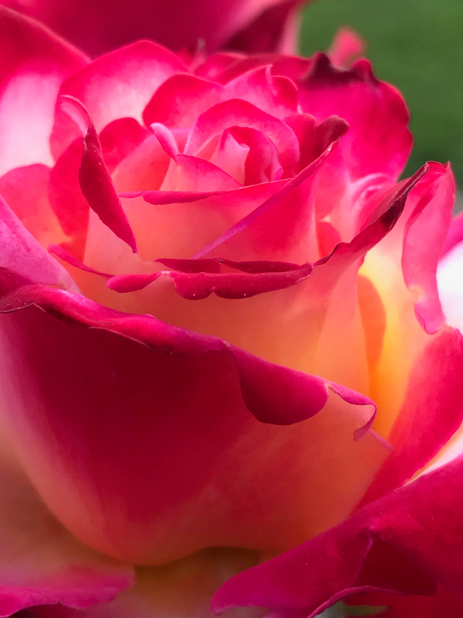 Flower photo