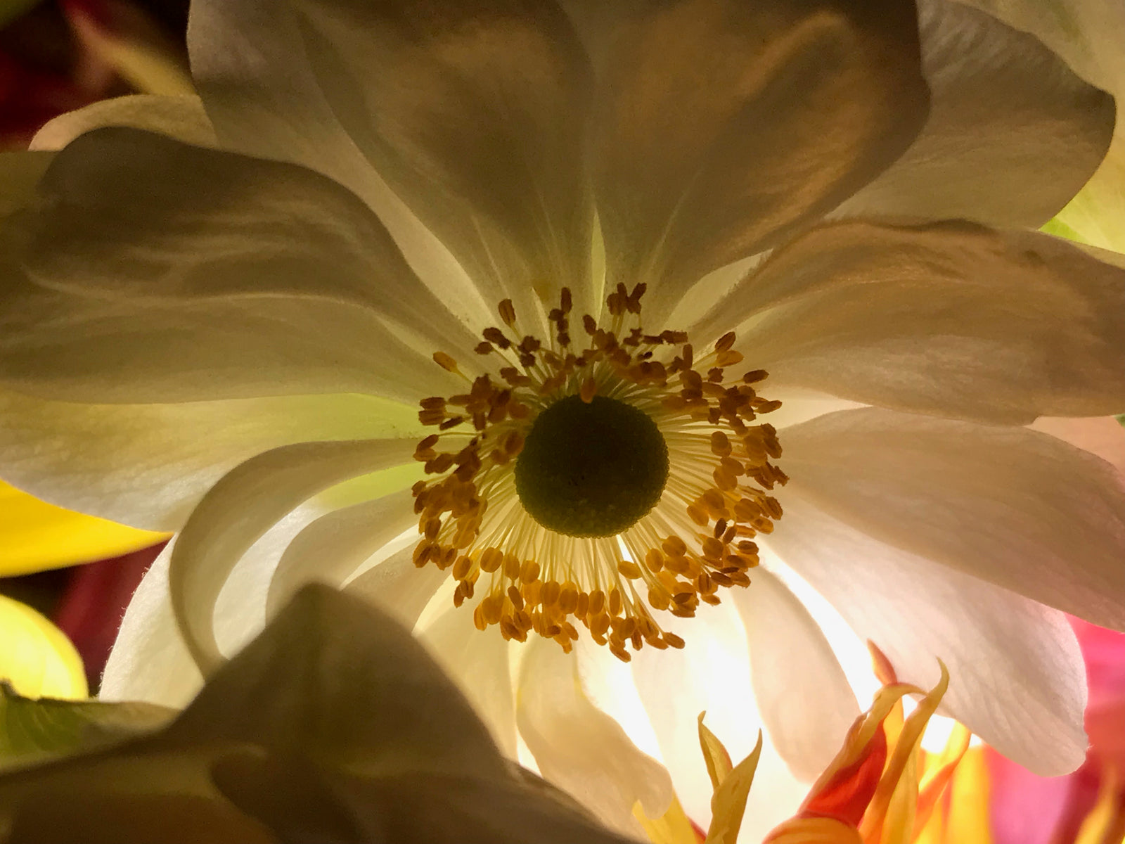 Flower photo