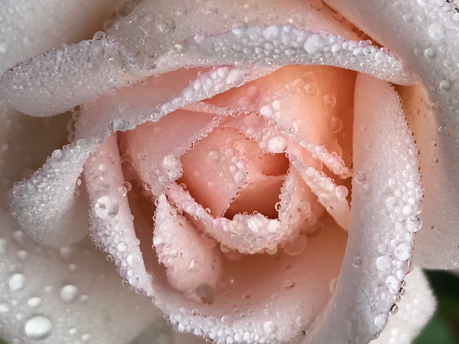Flower photo