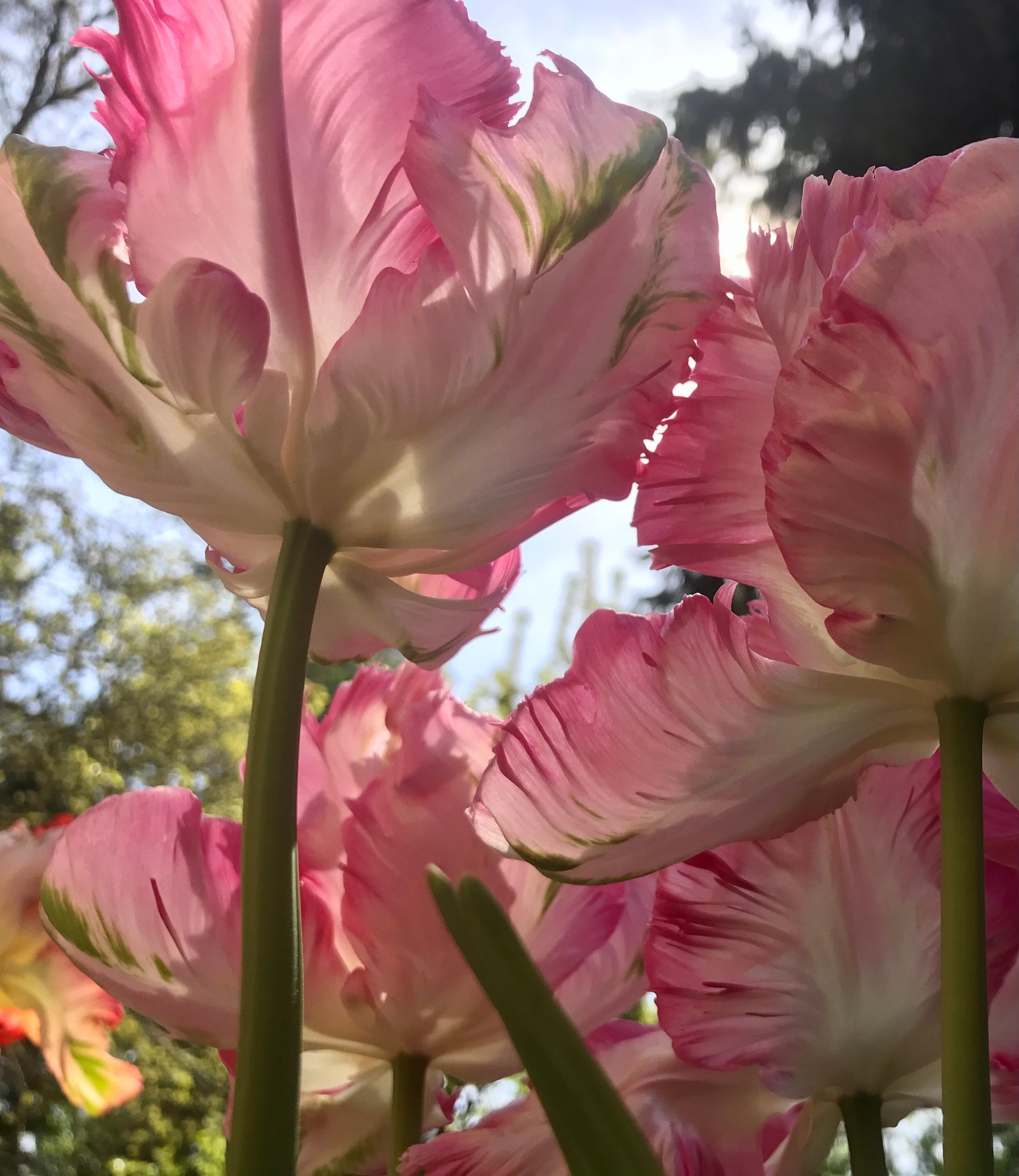 Flower photo