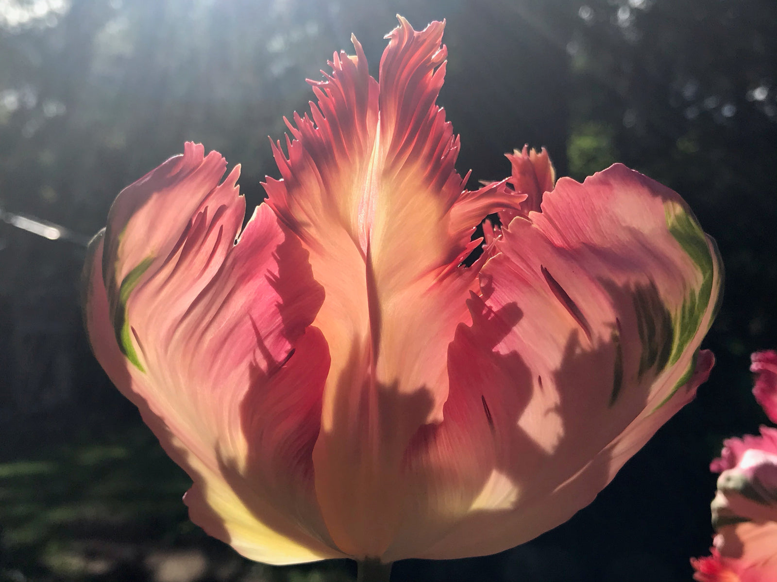 Flower photo