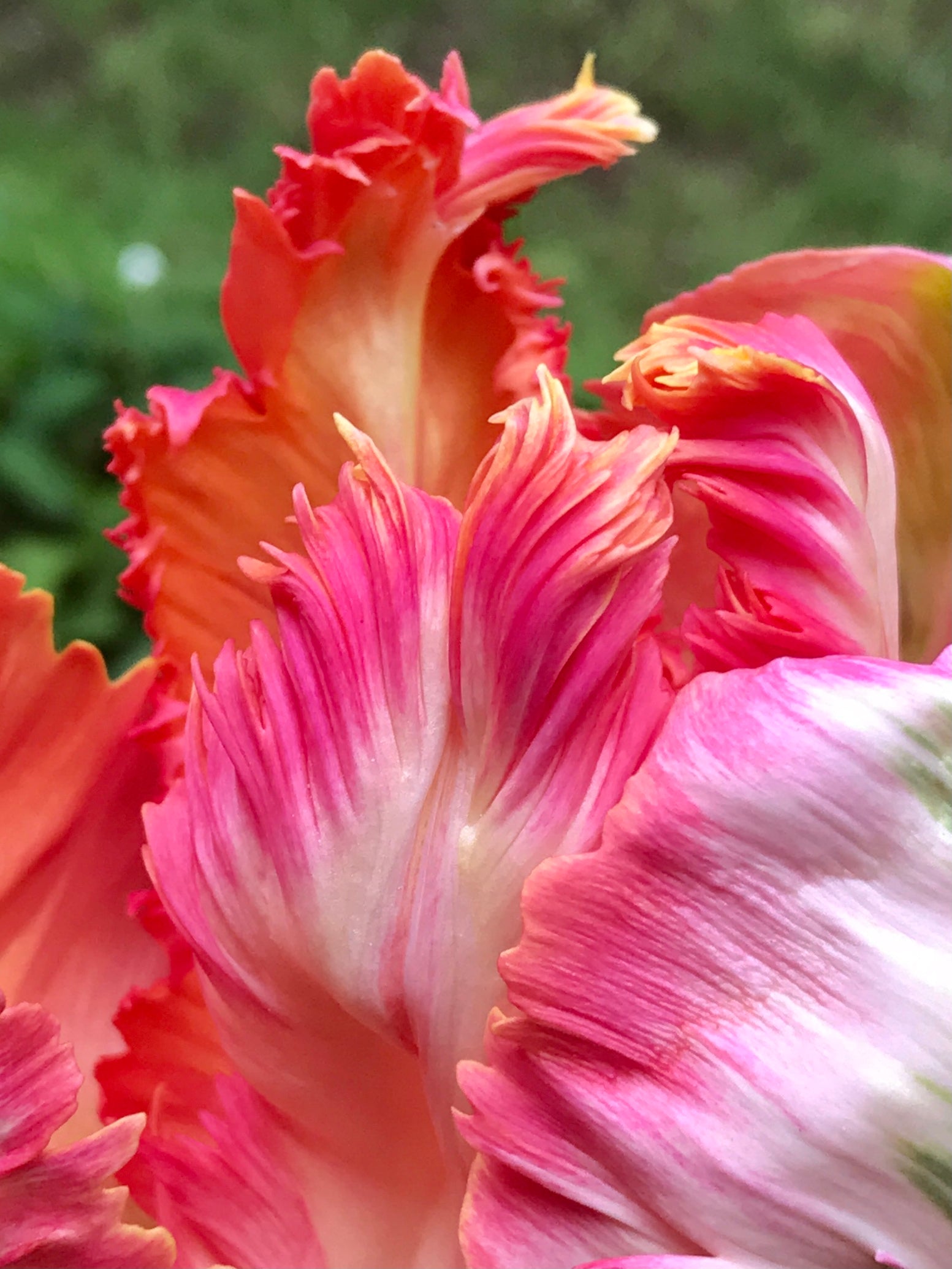 Flower photo